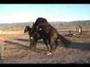 Two Horses Mating