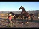 Search Video