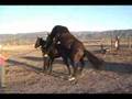 two horses mating