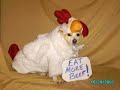 CW39 Halloween Pet Contest Entrees