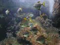TAKE A LOOK AT MY OTHER VIDEOShttp://www.fischbottich.de+++This is a tank of a Zoo Aquarium near my hometown.We have a video of each tank in this Zoo.18th of September 2009 (18.09.2009)For scale: The front glass panel is 1,2 meter (3.93 feet) high.+++The population of this tank:Whitetail dascyllus or Three-Stripe Damsel / Dreistreifen Riffbarsch oder Dreibinden-Preußenfisch (Dascyllus aruanus)Silver moony, Mono Argentus, Silver moonfish, Mono, Fingerfish or Malayan Angel / Silberflossenblatt (Monodactylus argenteus)Foxface rabbitfish / Fuchsgesicht (Siganus vulpinus)more coming soon...(If you are intrested in helping me classifying the other species in this tank, post your suggestions) 