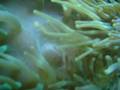 Spwaning anemone