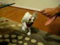 Casper The Maltese Dog Doing Tricks