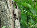 Common lizard (Lacerta vivipara) - Wicken Fen Common lizard (Lacerta vivipara) - Wicken Fen