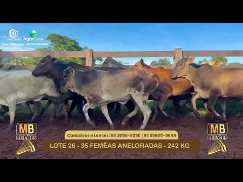 532� LEIL�O VIRTUAL MB LEIL�ES