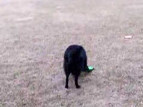 Belgian Sheepdog Having Fun
