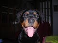 Karmen the rott from 45 days old to 1 year old... the story! (www.velvetrott.gr)