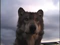 Tristan Howls at Wolf Park