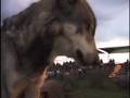 Tristan Howls at Wolf Park