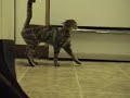 kittens kittens