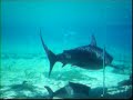 sharks at seaworld