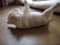 Puppy Finaly Makes it!