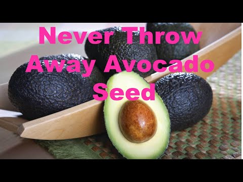 Never Throw Away Avocado Seed | Anti Aging  Antioxidants Packed