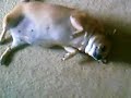 my fat dog my fat dog