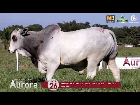 2 DE OLHO NA FAZENDA NELORE AURORA