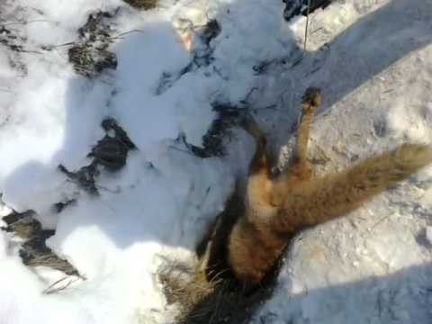 ловля лисы видео ловля лисы видео