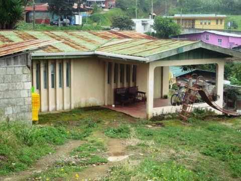 how to harvest culantro