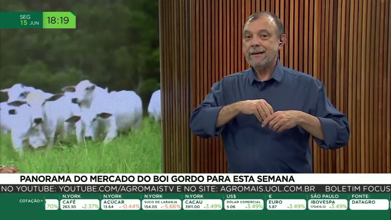Panorama do mercado do boi gordo para esta semana