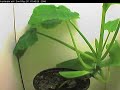 Squash plant timelapse, 180 000