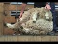 Walter Peak Sheep Shearing Walter Peak Sheep Shearing