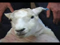 Walter Peak Sheep Shearing
