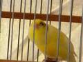 Tutor 06 bird . I am using him as Tutor this season .