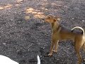 ??????? ???????