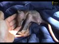Sauvetage Kangourou - DIDJAMAN Sauvetage Kangourou - DIDJAMAN