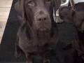 Long Labrador Drool of the Midwest