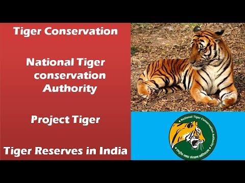 project tigers project tigers