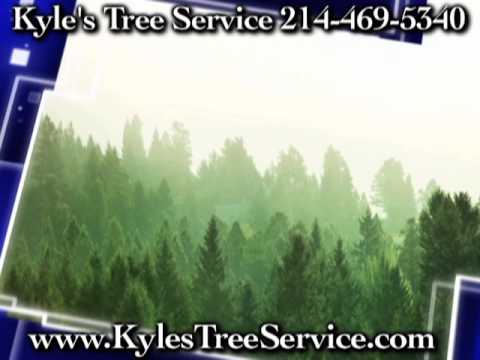 how to fertilize elm trees