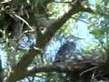 Birds Nests on the River Sault Ste Marie