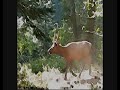 Idaho Elk Hunt with Dan and Ehron