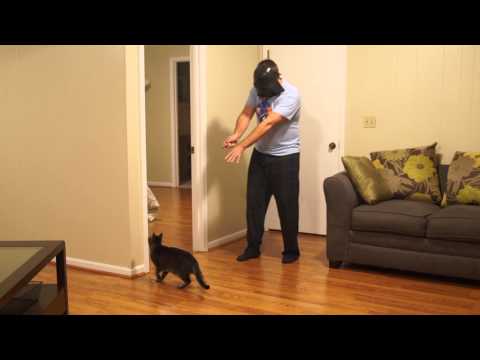 YouTube: este Darth Vader logró 'controlar' a un gato