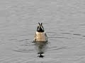 Northern pintail dabbling