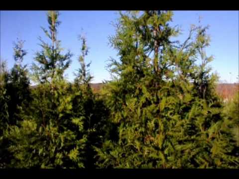 how to grow an apple tree from a seed ehow