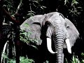 Jungle Cruise Jungle Cruise
