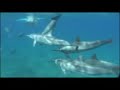 Dolphins Full version
