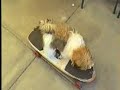 Sk8ter Tzu