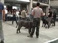 Neapolitan Mastiff  Trofeo Mario Querci 2006 part2