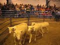 Sheep: Small Sheep: Small