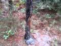 Deer rubs and hog scratching post
