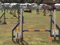 Emma doing agility-dogs in need Emma doing agility-dogs in need