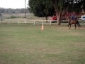 Lanceiro da Conceição - Cavalo Campolina o Grande Marchador Lanceiro da Conceição - Cavalo Campolina o Grande Marchador