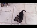 كلاب حراسه