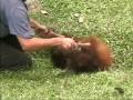 A juvenile orangutan laughs when it's tickled.