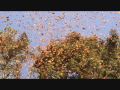 The Butterfly Effect FilmOneFest Submission