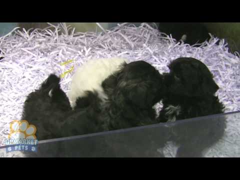 how to treat shih tzu fleas