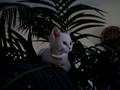 videos de kitten Cleo climbing tree for the first time