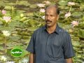 Cultivation of water lily and lotus on a large scale